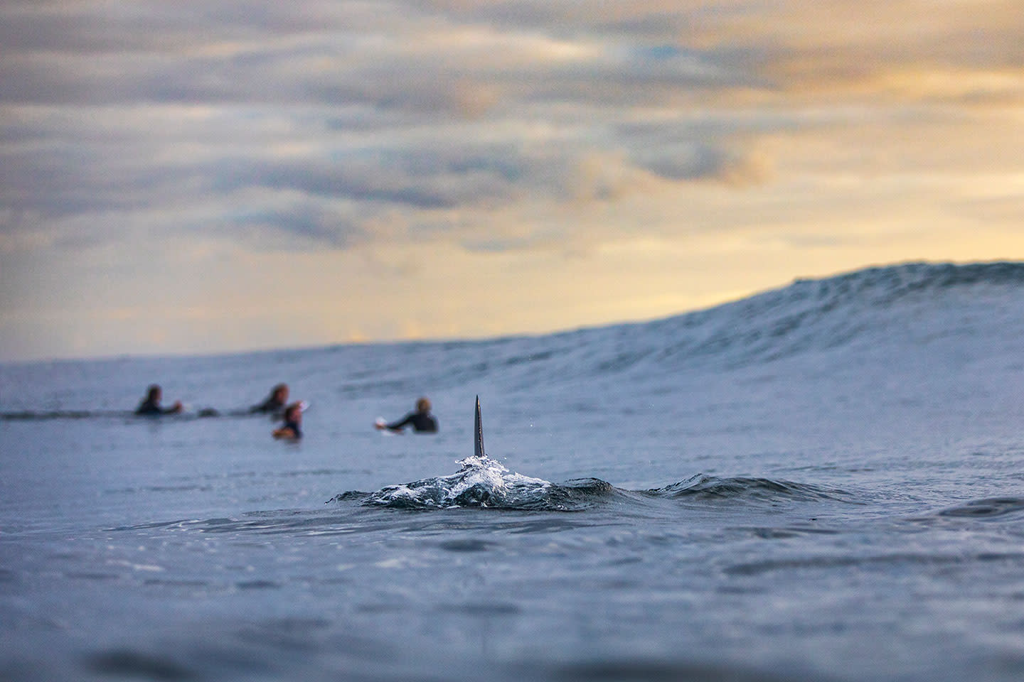 Bite Club: A Support Network for Shark Attack Survivors