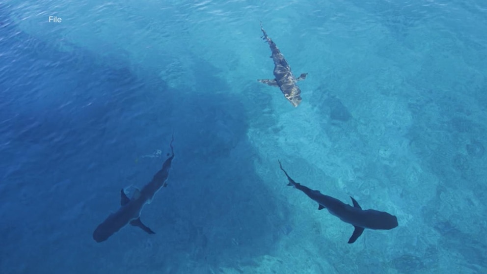 Teen Surfer Bitten by Shark in Florida